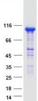 Human HK3 / Hexokinase 3 Protein (Recombinant Myc-DDK (Flag))