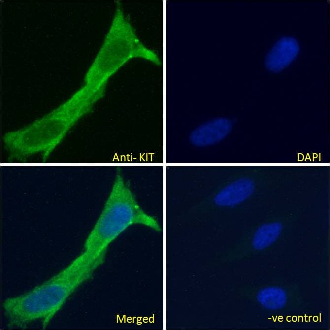 PathPlus™ c-Kit / CD117 Antibody (aa685-697)