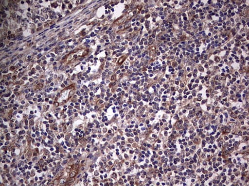 NUDT12 Antibody (aa1-251, clone OTI1A2)