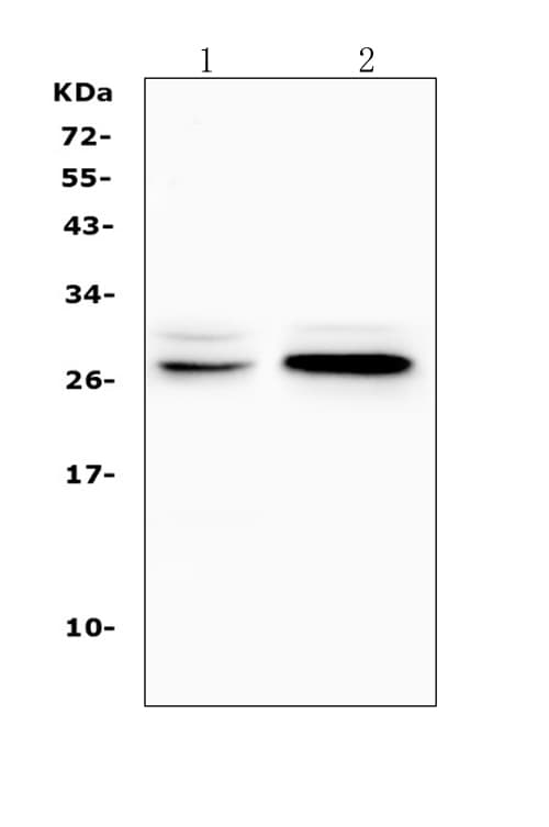 TNFRSF18 / GITR Antibody