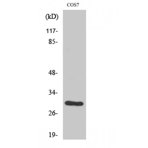 CD40 Antibody (200-280 aa, C-terminal)