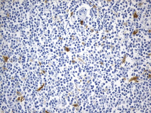 IDO1 / IDO Antibody (clone UMAB251)