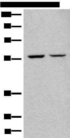 ATL3 Antibody