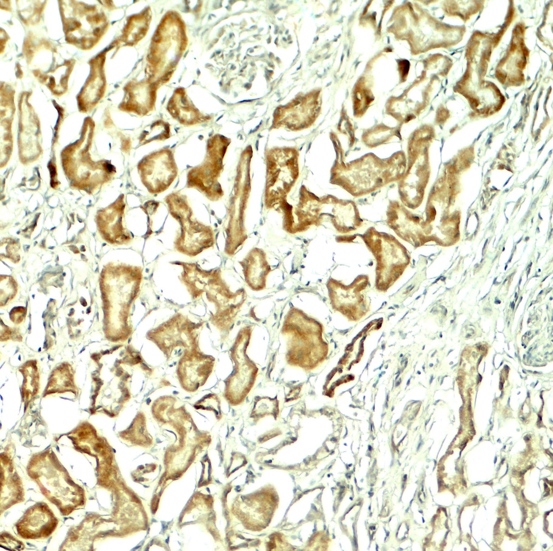 NOX1 Antibody