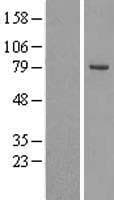 OSBPL10 Protein (Over-Expression Lysate Myc-DDK (Flag))