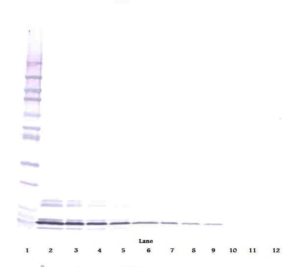 IHC-plus™ CXCL7 / PPBP Antibody