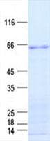 Human IRF7 Protein (Recombinant His, N-Terminal)