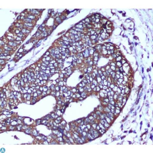 COXIV / COX4 Antibody