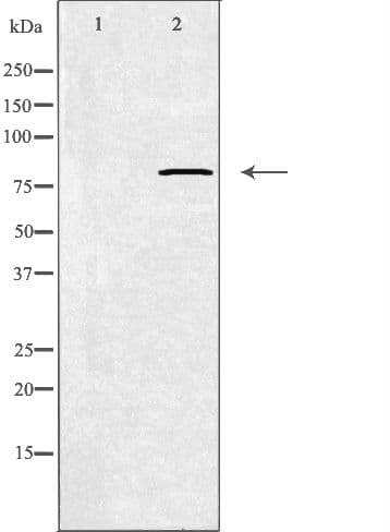 CAPN11 / Calpain 11 Antibody