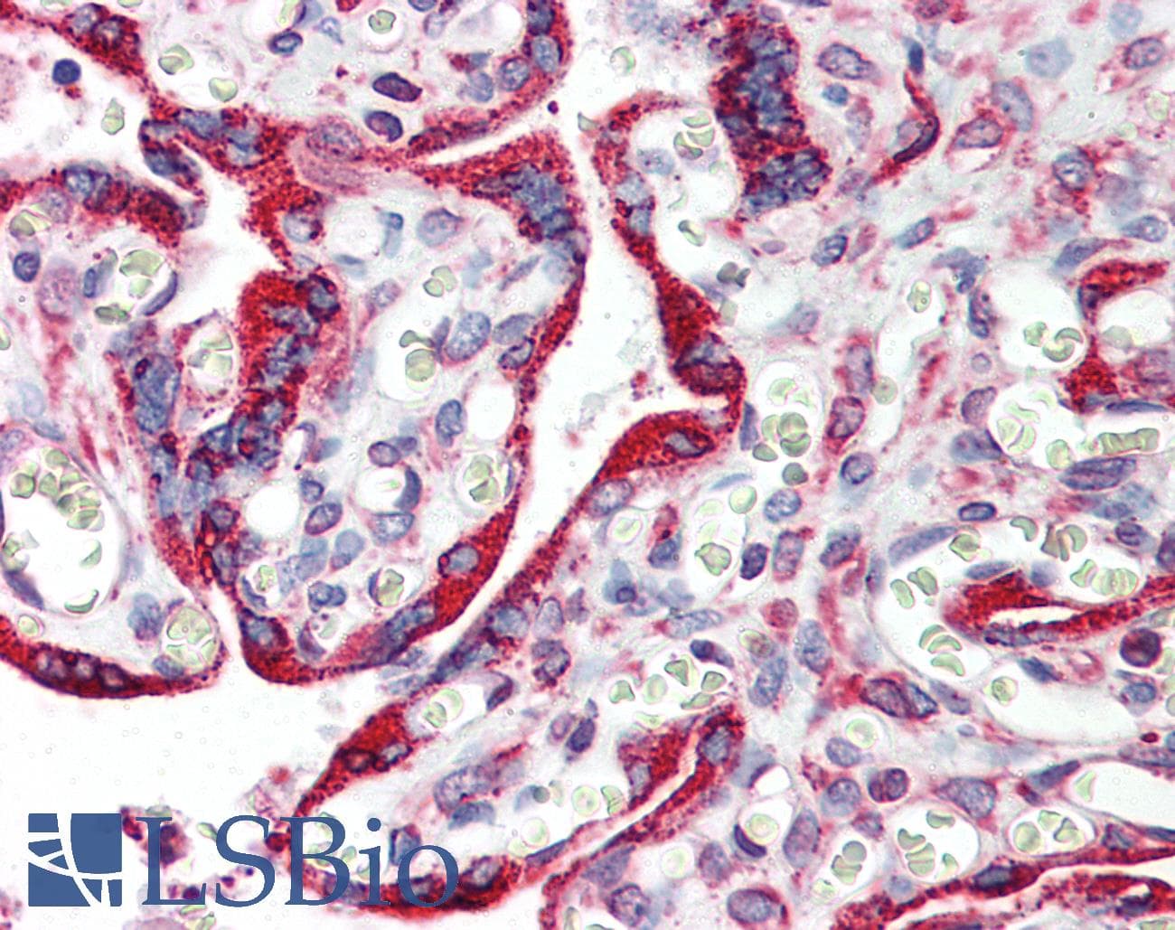 PathPlus™ CANX / Calnexin Antibody (clone 1D4)