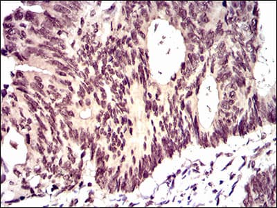 ID2 Antibody (aa1-134, clone 4E12G5)