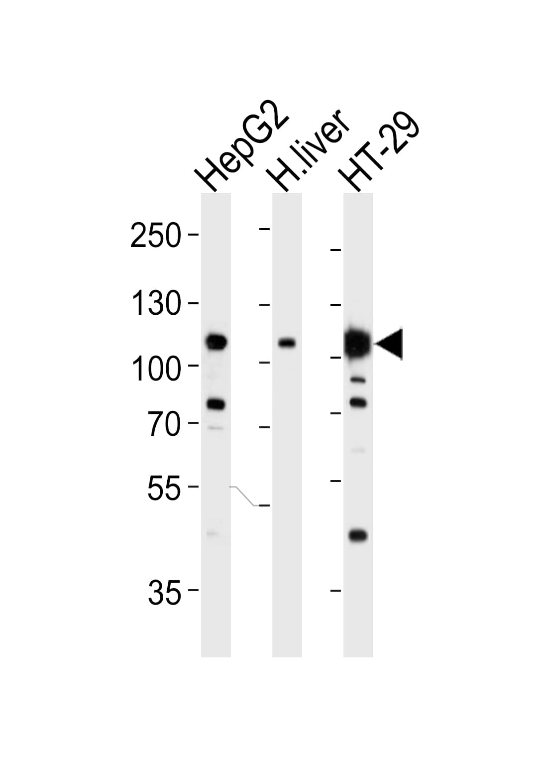 Monoclonal Mouse anti-Human c-Met Antibody (clone 4AT247, IF, WB)