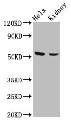 Polyclonal Rabbit anti-Human POLK / DNA Polymerase Kappa Antibody (WB)
