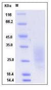 Mouse LAIR1 / CD305 Protein (Recombinant His,C-terminus)