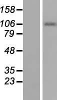 Smoothelin Protein (Over-Expression Lysate Myc-DDK (Flag))