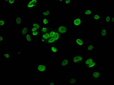 HIST1H3A Antibody