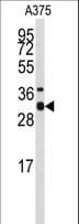 STX3 / Syntaxin 3 Antibody (aa178-205)