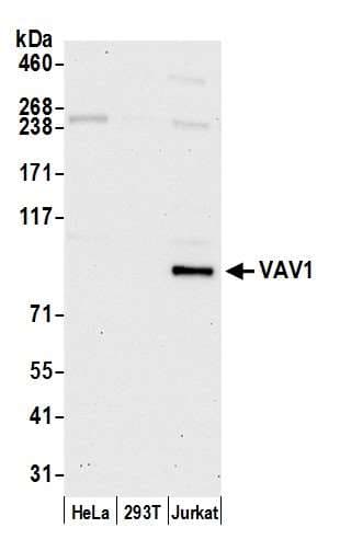 VAV1 / VAV Antibody (aa175-225)