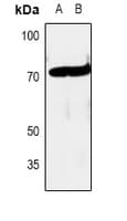 RAF1 / RAF Antibody