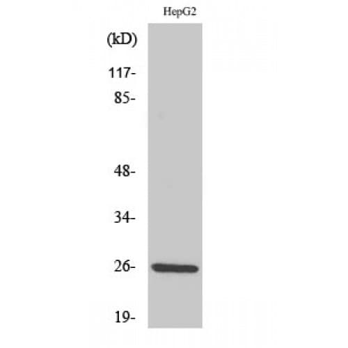 Polyclonal Rabbit anti-Human IL32 Antibody (C-terminal, IHC, WB)
