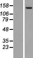 PLCB4 Protein (Over-Expression Lysate Myc-DDK (Flag))