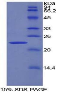 Rat PNOC / Nociceptin Protein (Recombinant His-T7)