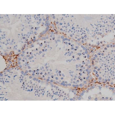 Polyclonal Rabbit anti-Human HSP90AB1 / HSP90 Alpha B1 Antibody (phospho-Ser254, IHC, IF, WB)