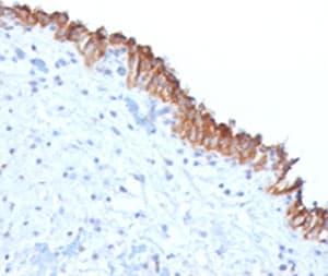 MAML2 Antibody (clone MMLP2-1)