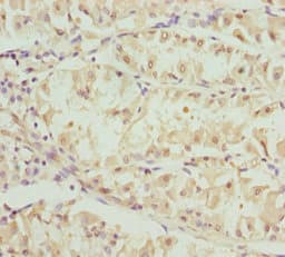 OPA3 Antibody