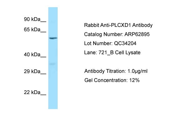 PLCXD1 Antibody (aa220-269)