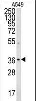DSC92 / NGRN Antibody (aa261-290)