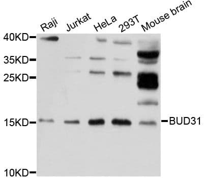 BUD31 Antibody