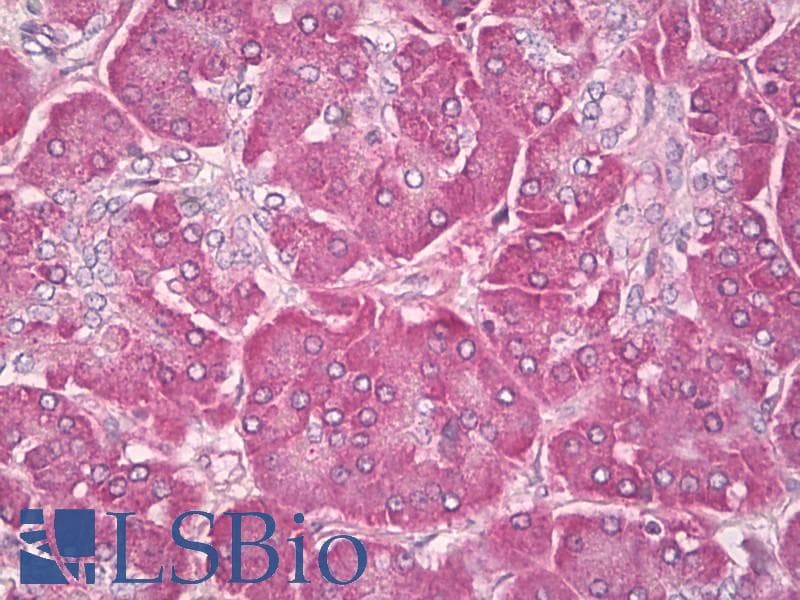 NRAS / N-ras Antibody (aa91-140)