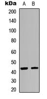 KISS1R / GPR54 Antibody (C-Terminus)