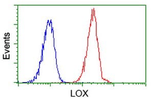LOX / Lysyl Oxidase Antibody (clone OTI9G6)