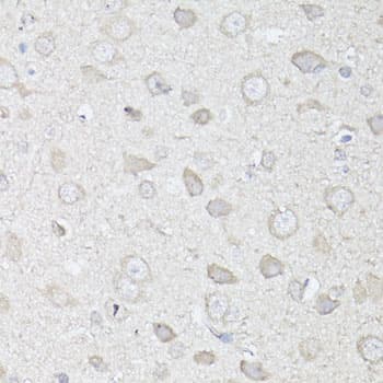 MAP1LC3B / LC3B Antibody