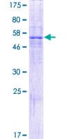 Human PRG3 Protein (Recombinant GST)