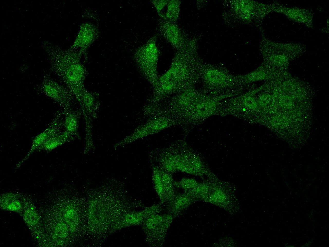 RAD9A / RAD9 Antibody