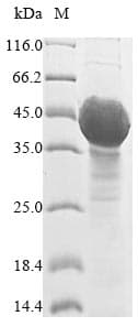 Arabidopsis thaliana UGT89C1 Protein (Recombinant 10His, N-terminus)