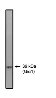IHC-plus™ Gi Alpha 1/2 Antibody (aa345-354)