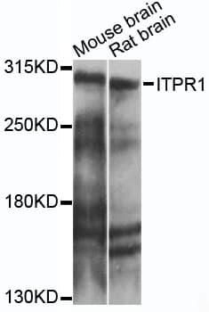 ITPR1 / IP3 Receptor Type 1 Antibody