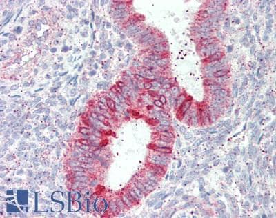IHC-plus™ ENOX1 / CNOX Antibody