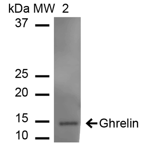 Ghrelin Antibody (RPE)
