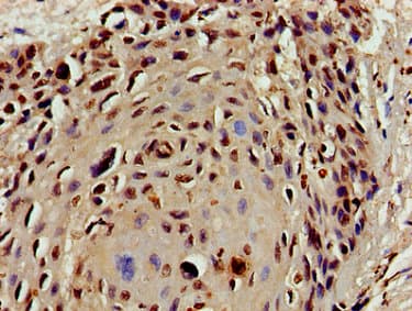 HIST1H4I Antibody