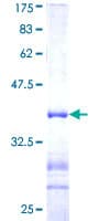 Human USP11 Protein (Recombinant GST, N-terminus)