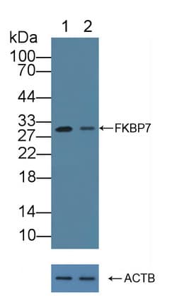FKBP7 Antibody (aa24-217)