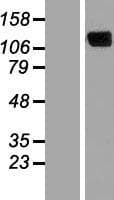 ERC2 / CAST1 Protein (Over-Expression Lysate Myc-DDK (Flag))