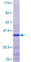 Human ATAD4 Protein (Recombinant GST)