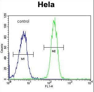 GALNT5 Antibody (aa24-53)