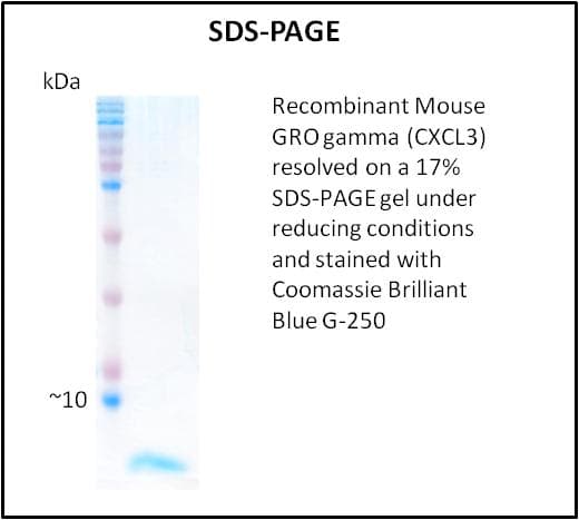 Mouse CXCL3 / GRO Gamma Protein (Recombinant)